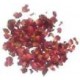 Dried Flowers Dried Flowers